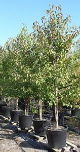 Груша уссурийская (‘Pyrus ussuriensis’).